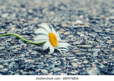 Daisy On Pavement / A Wilting Daisy With Green Stem Laying On Pavement