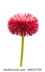 Daisy on a white background.