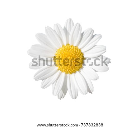 Daisy On White With Clipping Path