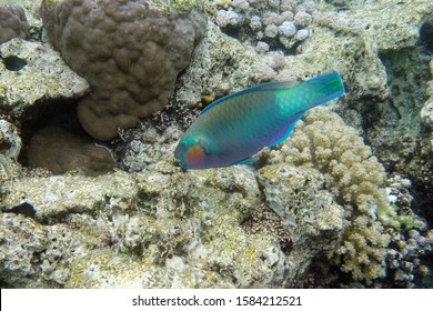 bullethead parrotfish