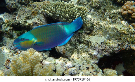 bullethead parrotfish