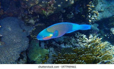 bullethead parrotfish