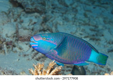Daisy parrotfish (Scarus sordidus) underwater in the coral reef 