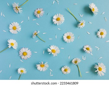 Daisy pattern. Flat lay spring and summer flowers and white petals on a pastel blue background. Top view minimal concept. - Shutterstock ID 2233461809