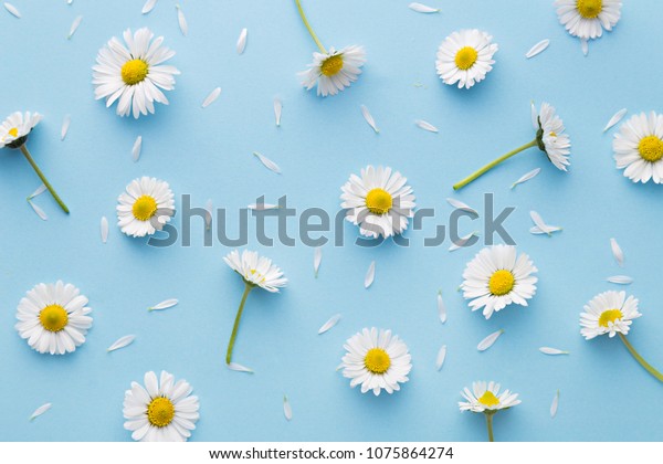 デイジー柄 青の背景に平らな 春と夏のカモミールの花 反復のコンセプト トップビュー の写真素材 今すぐ編集