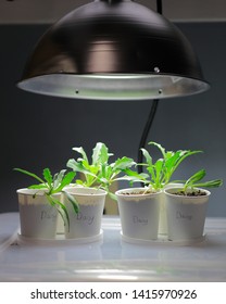 Daisy Seedlings Growing In Paper Cups Under An Indoor Grow Light