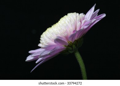 daisy from side