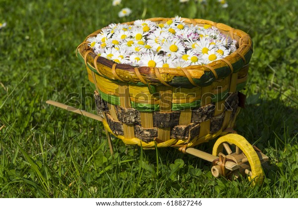 Daisy Small Garden Cart Grass Stock Photo Edit Now 618827246