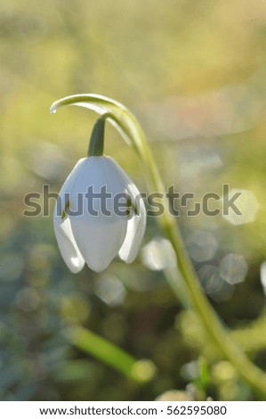 Similar – Image, Stock Photo Snowdrops (galanthus nivalis)