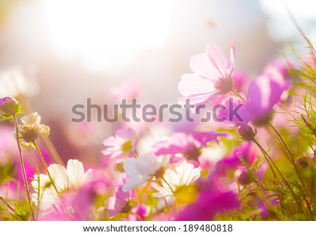 Cosmea flowers glow pink in late summer sunshine