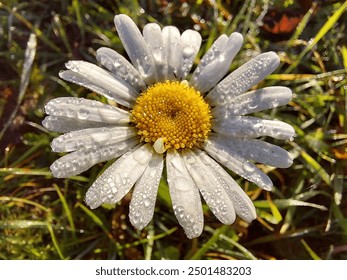 A daisy with white petals and a vibrant yellow center is adorned with glistening dewdrops, thriving in a green setting. - Powered by Shutterstock