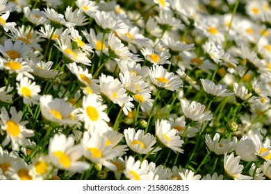 Daisyies In Orhangazi Park In Maltepe,istanbul