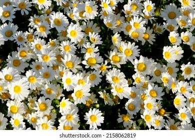 Daisyies In Orhangazi Park In Maltepe,istanbul