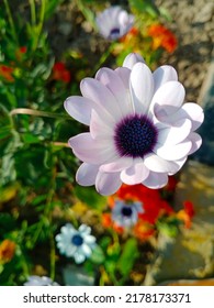 Daisy-like White Osteospermum Flora In A Garden.