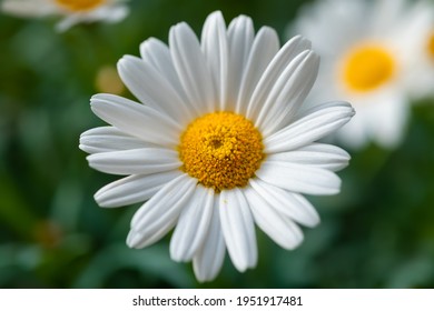 Daisys on a sunny day on a balcony in Germany. Leucanthemum is a common European composite species of white and yellow daisy, close up with bright petals, selective focus.