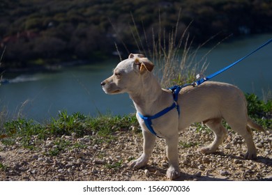 Dak At Mount Bonnell In Austin