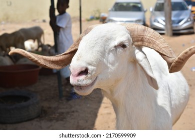 Dakar, Senegal, Africa, June 22 2022, Sheep in the city of Dakar for sale for the great Muslim festival of Tabaski