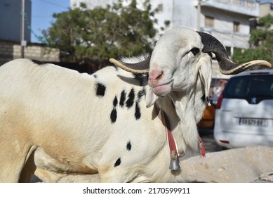 Dakar, Senegal, Africa, June 22 2022, Sheep in the city of Dakar for sale for the great Muslim festival of Tabaski
