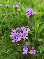 Dakota Mock Vervain Purple Flower