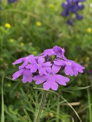 Dakota Mock Vervain - Purple Flowers In Field