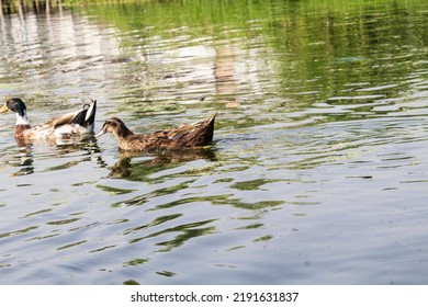 Dal Lake Kashmir House Boat, Duck In Water