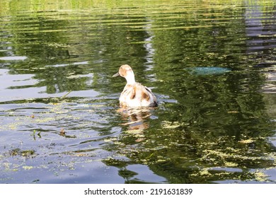 Dal Lake Kashmir House Boat, Duck In Water