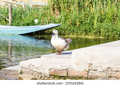 Dal Lake Kashmir House Boat, Duck In Water