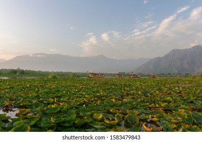 Dal Lake,Srinagar,kashmir,India-July17,2014:Tourist enjoying Boat ride at Dal Lake after Sunset,Srinagar,Jammu and Kashmir,India