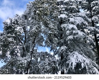 Dalhousie |Himachal Pradesh | Snow