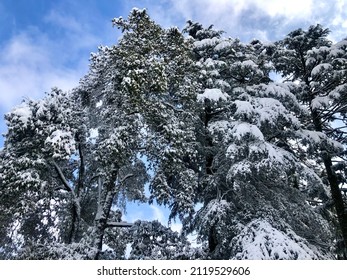 Dalhousie |Himachal Pradesh | Snow