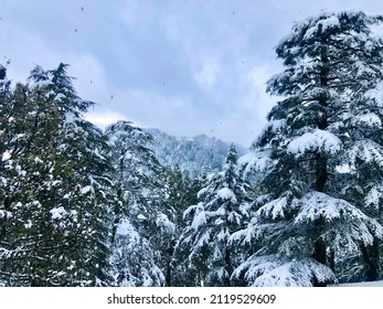 Dalhousie |Himachal Pradesh | Snow