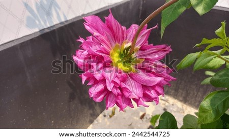 dalia flower upside down outdoor