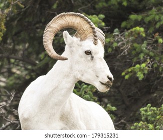 Dall Sheep