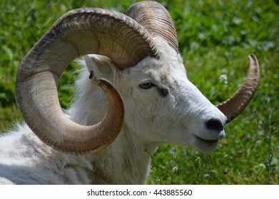 Dall Sheep