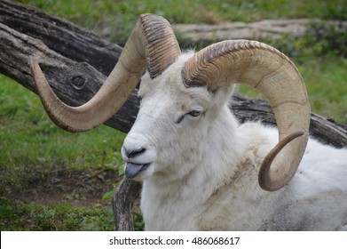 Dall Sheep