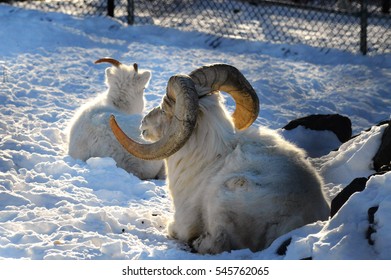 Dall Sheep