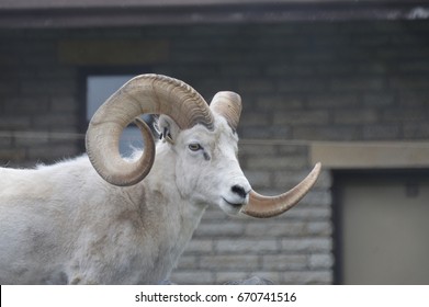 Dall Sheep