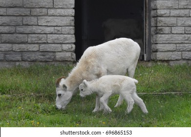 Dall Sheep