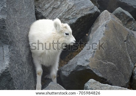 Dall Sheep