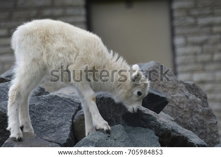 Dall Sheep