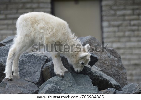 Dall Sheep