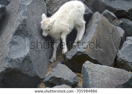 Dall Sheep