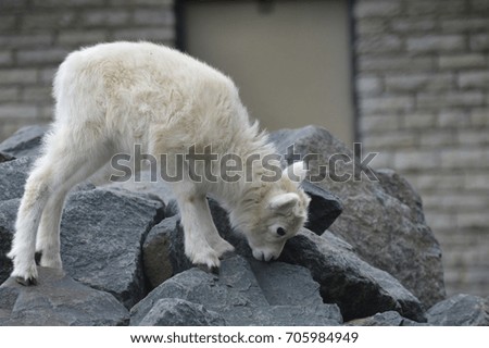 Dall Sheep