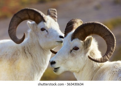 Dall Sheep Alaska