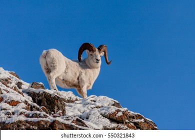 Dall Sheep In Alaska