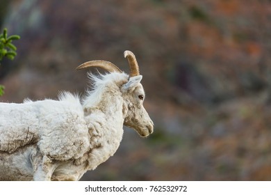 Dall Sheep Alaska