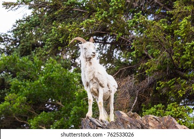 Dall Sheep Alaska