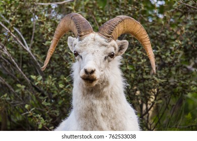 Dall Sheep Alaska