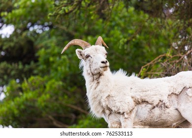 Dall Sheep Alaska