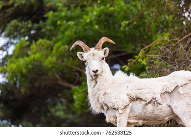 Dall Sheep Alaska